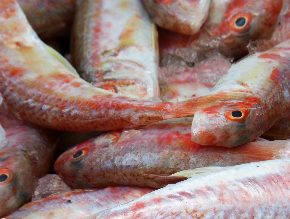 Tacconi al sugo di triglie: ricetta con pesce di stagione