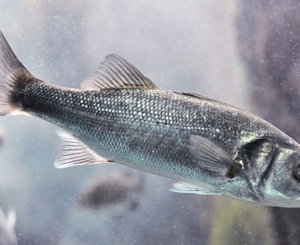 spigola o branzino pesce dell'adriatico